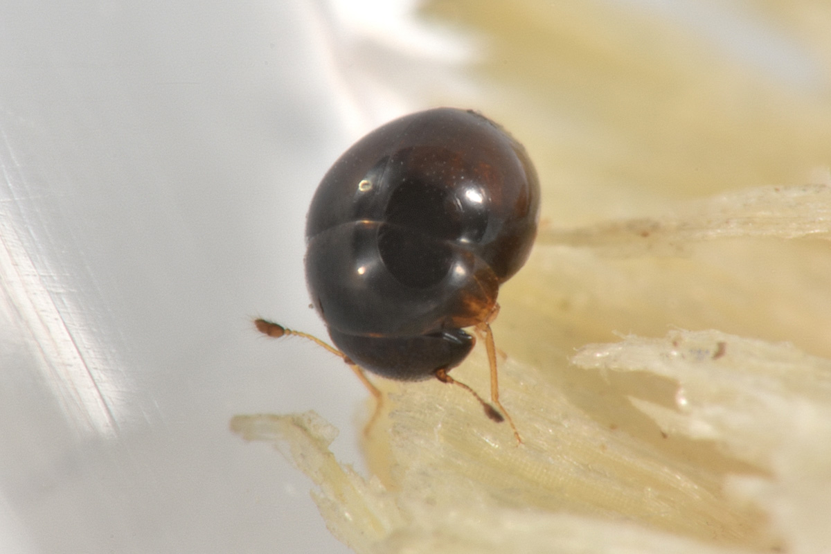 Clambidae: Clambus sp? S.